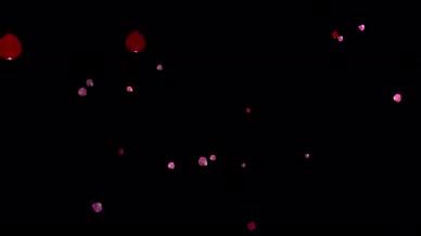 唯美飘飞的玫瑰花瓣视频的预览图